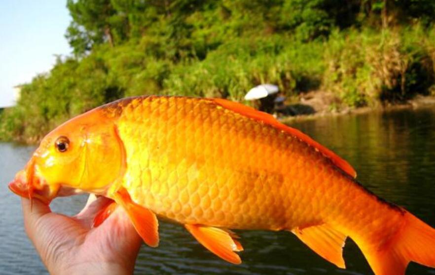 鲤鱼178带你直击NBA赛场精彩瞬间独家直播盛宴