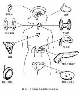 性腺功能低下症有不同的种类,而且可以不同的方法作出分类.
