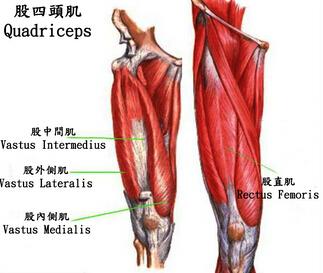 股四头肌包括四大块肌肉:股直肌,股外侧肌,股内侧肌和股中间肌,此肌肉