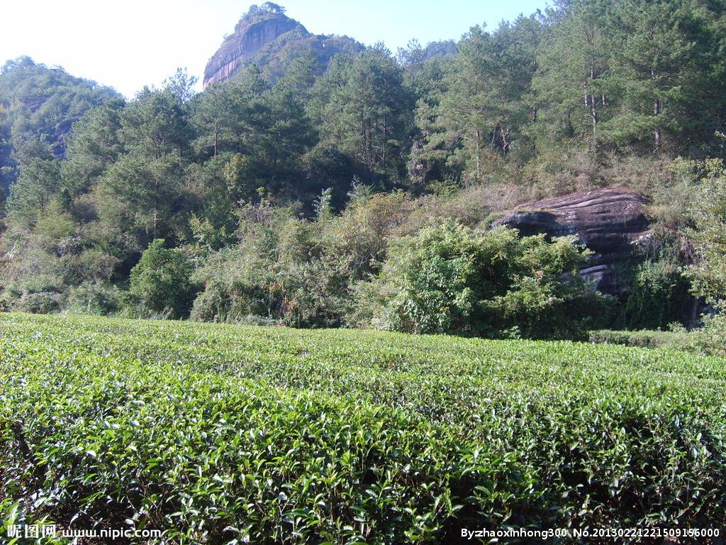 大红袍茶树