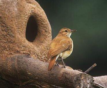 灶鸟科furnariidae 分布:阿根廷 誉为:阿根廷的国鸟 特色:营造的烤箱