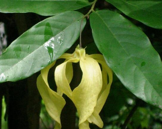 双子叶植物纲
