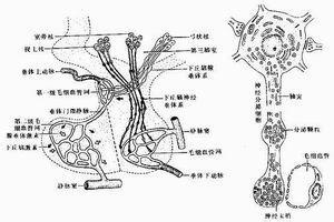 脑出血,脑梗死,垂体转移性肿瘤,视交叉性卒中,球后视神经炎等疾病鉴别