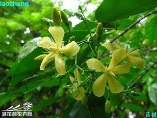 蓝树