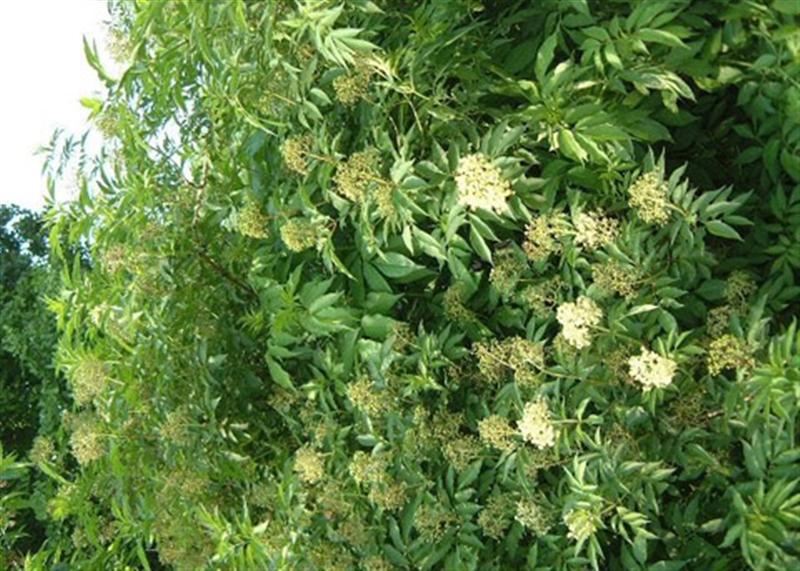 接骨木树+-+搜狗百科