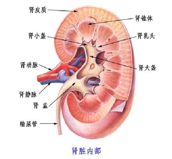 具有其自身的收集系统,血液供应,相对独立的包膜下的肾实质