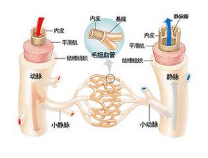 去除生物分解物质之后即可获得普通血管,血管壁由内皮细胞组成并保持