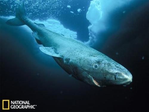 格陵兰鲨(greenland+shark)亦称睡鲨