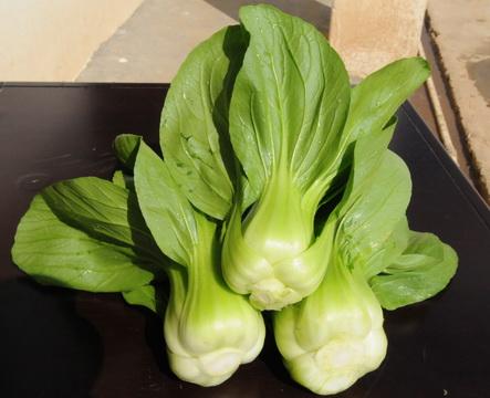 上海青