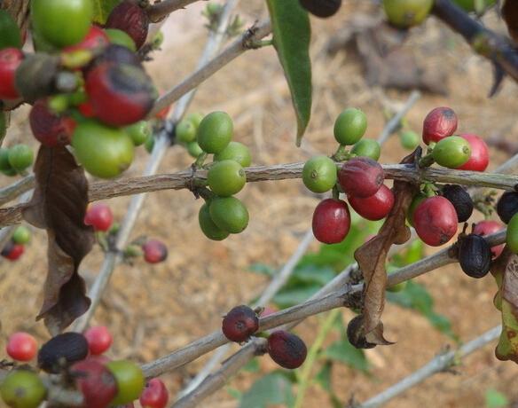 哥斯达黎加咖啡图片