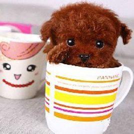 茶杯泰迪犬并非是真的可以把