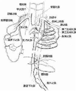 主动脉缩窄最常发生于动脉导管或动脉韧带与主动脉连接的相邻部位.