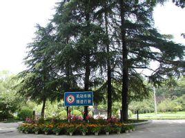 在五棵松地铁站西北出口处仍种有五棵松树