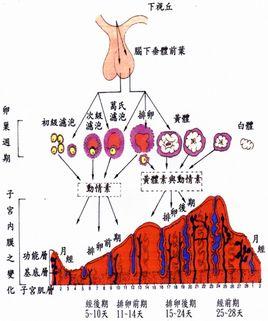 搜狗百科