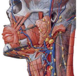 淋巴结转移—搜狗百科