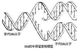 半保留复制