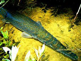 全部版本 历史版本  鳄雀鳝(alligatorgar)是北美7种雀鳝鱼中最大的一