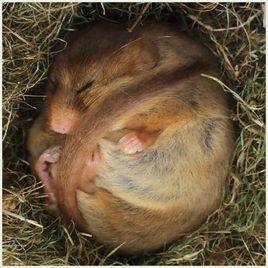 通称睡鼠或林睡鼠.因有冬眠习性而得名.