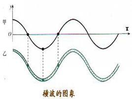 横波是波动的一种(波动分为横波和纵波).