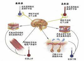 是指温度感受器接受体内,外环境温度的刺激,通过体温调节中枢的活动