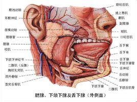 人或哺乳动物有三对较大的唾液腺,即腮腺,颌下腺和舌下腺,另外还有