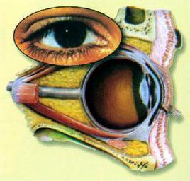 泪腺位于眼眶外上方泪腺窝里,分为上下两个部分:上部为眶部,也叫上