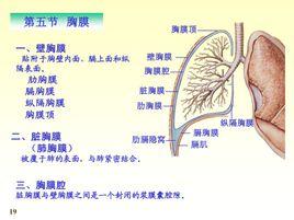 壁胸膜贴附于胸壁内面,膈上面和纵隔