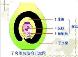 当传粉受精后,子房发育成果实.