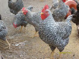 芦花鸡 - 搜狗百科