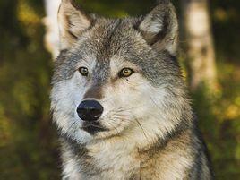 灰狼(学名:canislupus)共有46个亚种