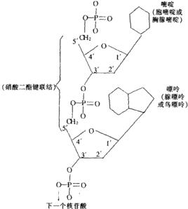 磷酸双酯键