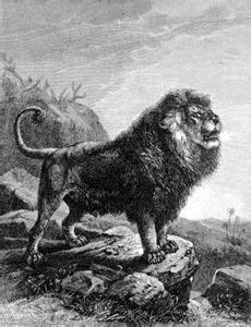 巴巴里狮子,也叫北非狮,阿特拉斯狮,是狮子的第二大亚种和指名亚种,曾