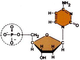 核糖核苷酸有氮元素吗_核糖核苷酸的元素组成_核糖和核糖核苷酸