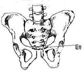 髂骨(ilium):是髋骨的组成部分之一