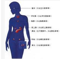 内分泌腺,是没有分泌管的腺体称为内分泌腺.