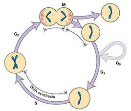 细胞增殖是生物体的重要生命特征
