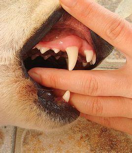 犬齿(canineteeth,哺乳类以及与哺乳类相似的动物,上下颚门齿及臼齿