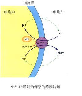 钠钾泵