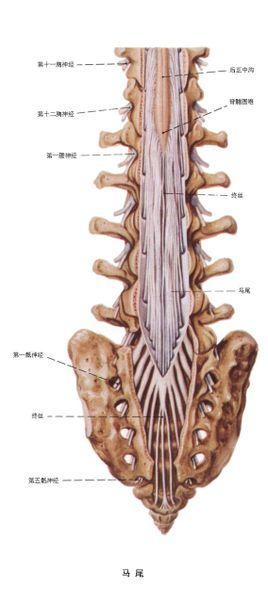 在以下的腰骶称为马尾,马尾由l2-5,s1-5及尾节发出的共10对神经根