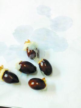 荔枝核,英文名semenlitchi