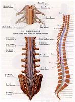 脊神经sumalnerves共31对,连接在脊髓上的神经,分布在躯干,腹侧面和