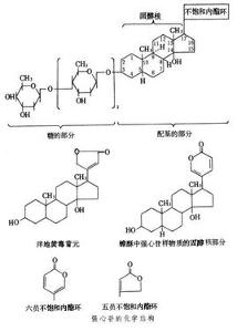 强心苷