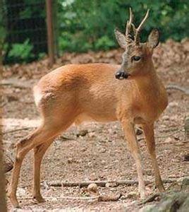 狍,属哺乳纲鹿科反刍草食珍贵动物,俗称草上飞,矮鹿,野羊,鹿科狍属的