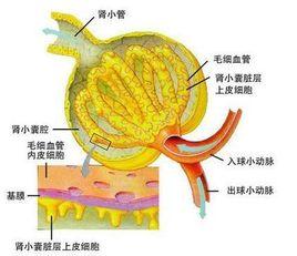 肾小球(glomerulus)为血液过滤器,肾小球毛细血管壁构成过滤膜.
