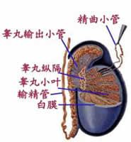 输精管结扎术是一种男性的永久性节育措施,通过输精管切断,结扎,或