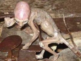 非地球人类的婴儿,据说在原苏联,巴西以及墨西哥等地都发现过外星婴儿
