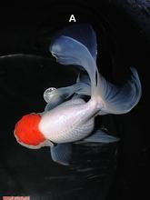 鹅头红金鱼+-+搜狗百科