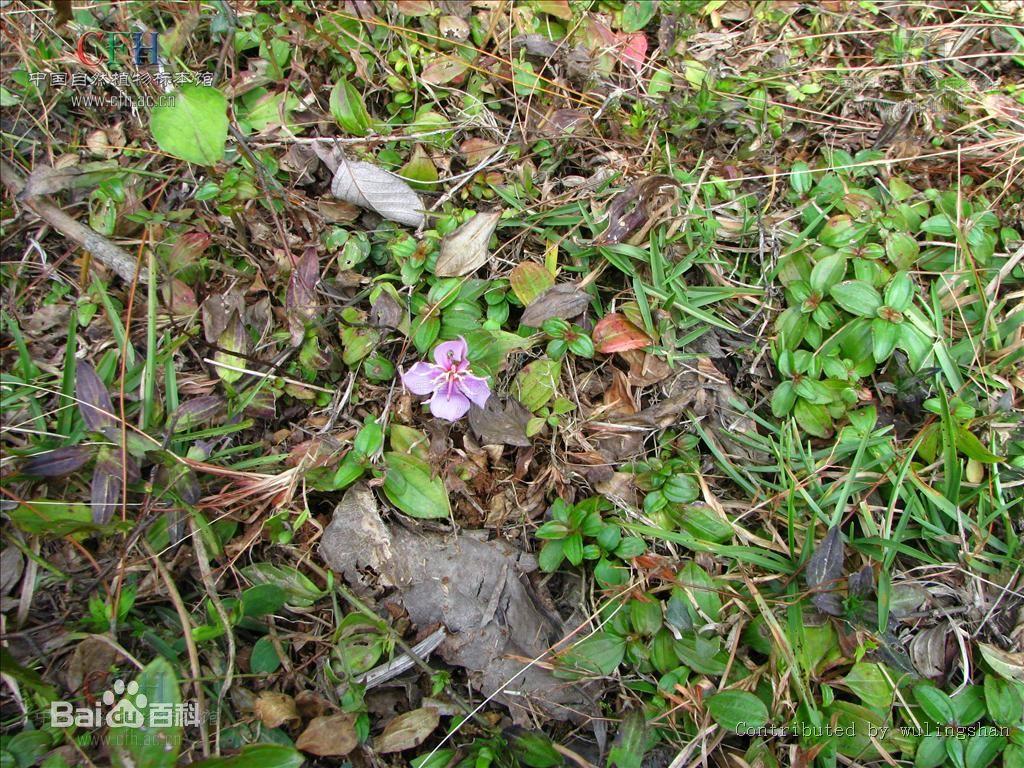 地念-+搜狗百科