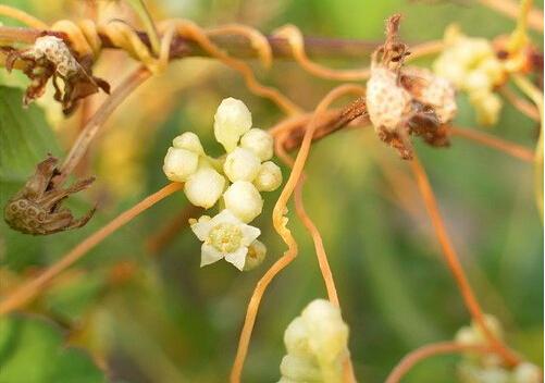 菟丝花