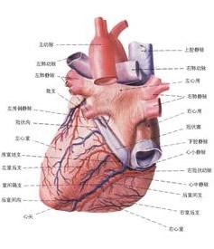 lbbb)简称束支阻滞,包括左束支主干部阻滞及左前分支与左后分支双阻滞